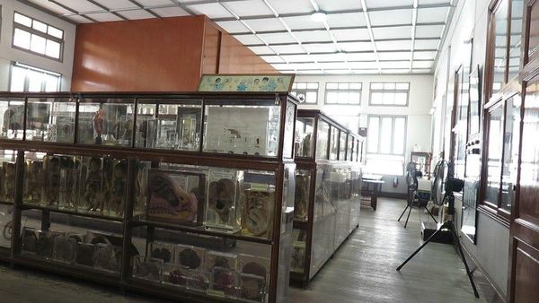  「西里拉醫學博物館」展覽了許多真的屍體。（圖／取自thairath.co.th）