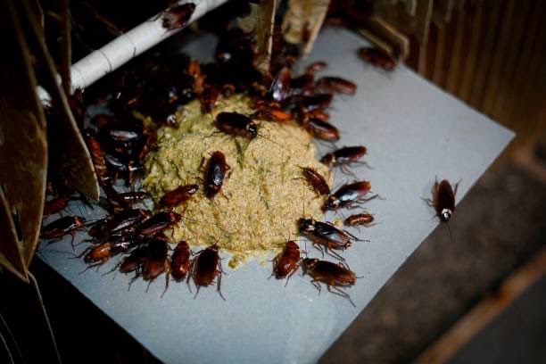 美國一間除蟲公司為了證明自家研發的滅蟲技術，公告全美各地將徵求5至7個家庭，讓他們將100隻蟑螂放置家中，並進行為期一個月的滅蟑測試 。（圖／取自推特）