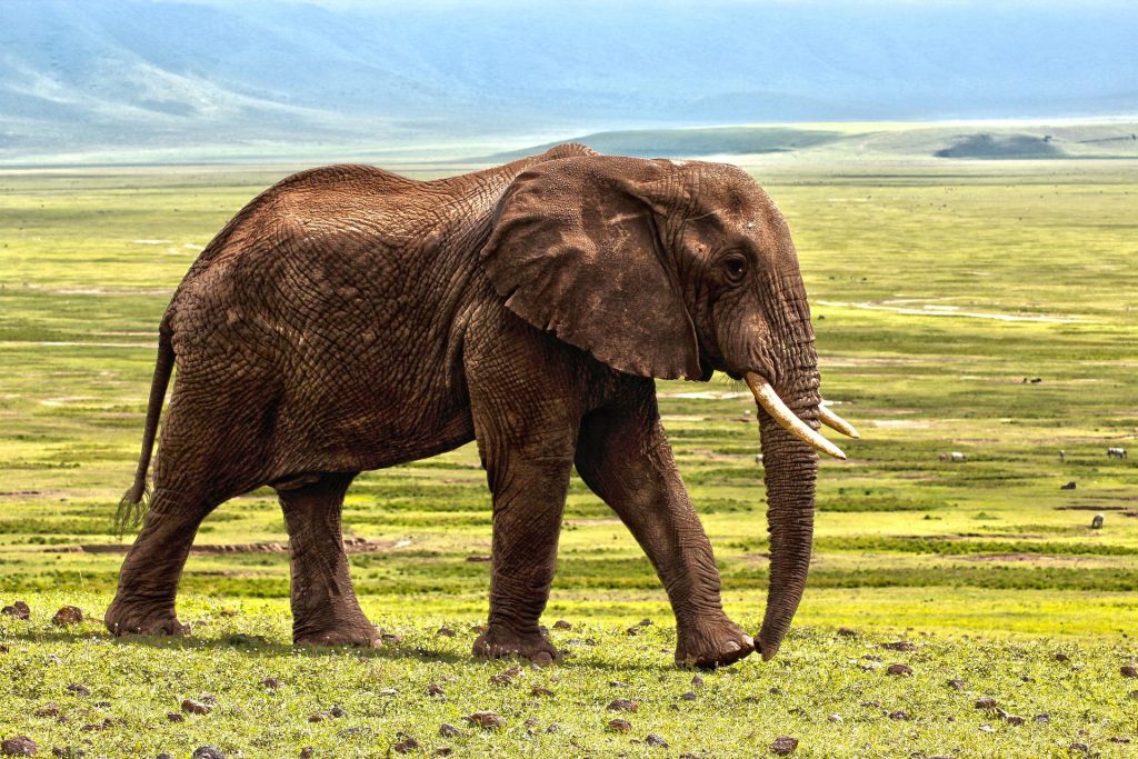 穆爾穆被大象踩死，結果家屬替她辦喪禮，大象又跑來搗亂。（示意圖／Pixabay）
