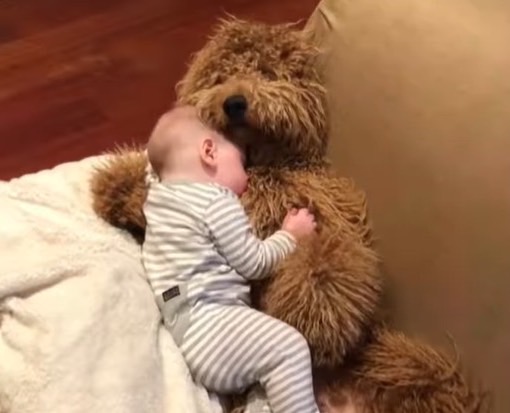 紅貴賓Samson與兒子感情甚好。(圖/翻攝自Instagram/samsonthedood)