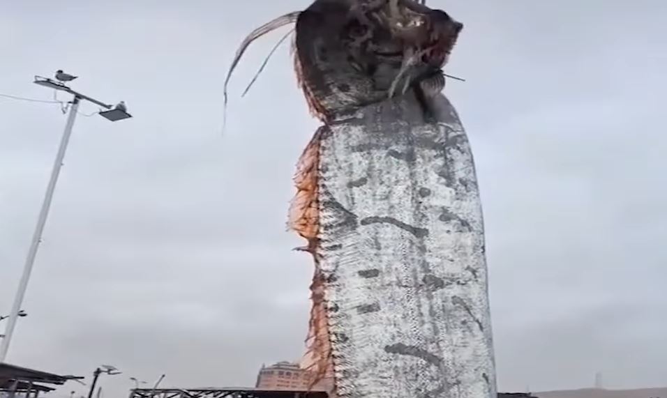 智利有漁民發現1條身長4.8公尺的皇帶魚，引發民眾熱議。（圖／翻攝自YouTube）
