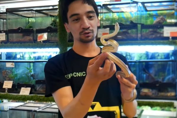 31歲網紅瓦列夫飼養一隻黑曼巴蛇。(圖/翻攝自YouTube)