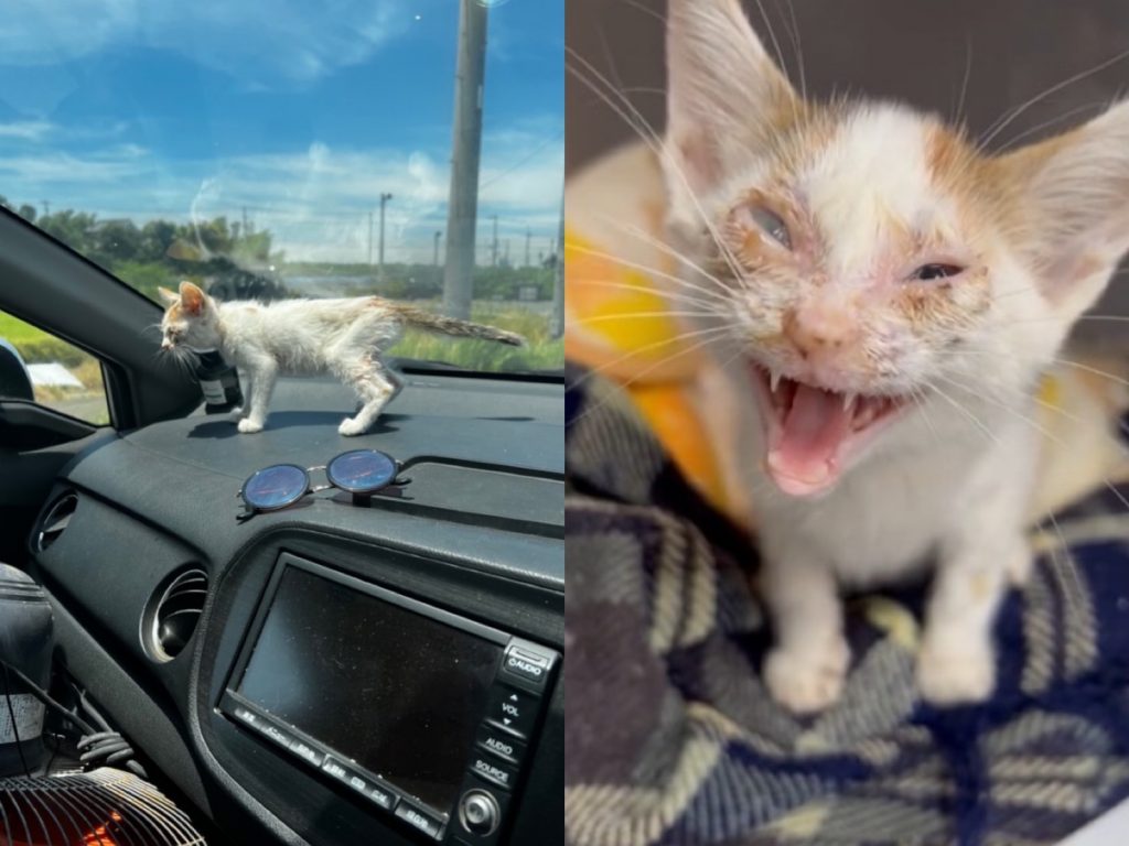 野生流浪貓溜進車內，飼主悉心照顧並協助送醫。（圖／翻攝自推特@tokkun_com）