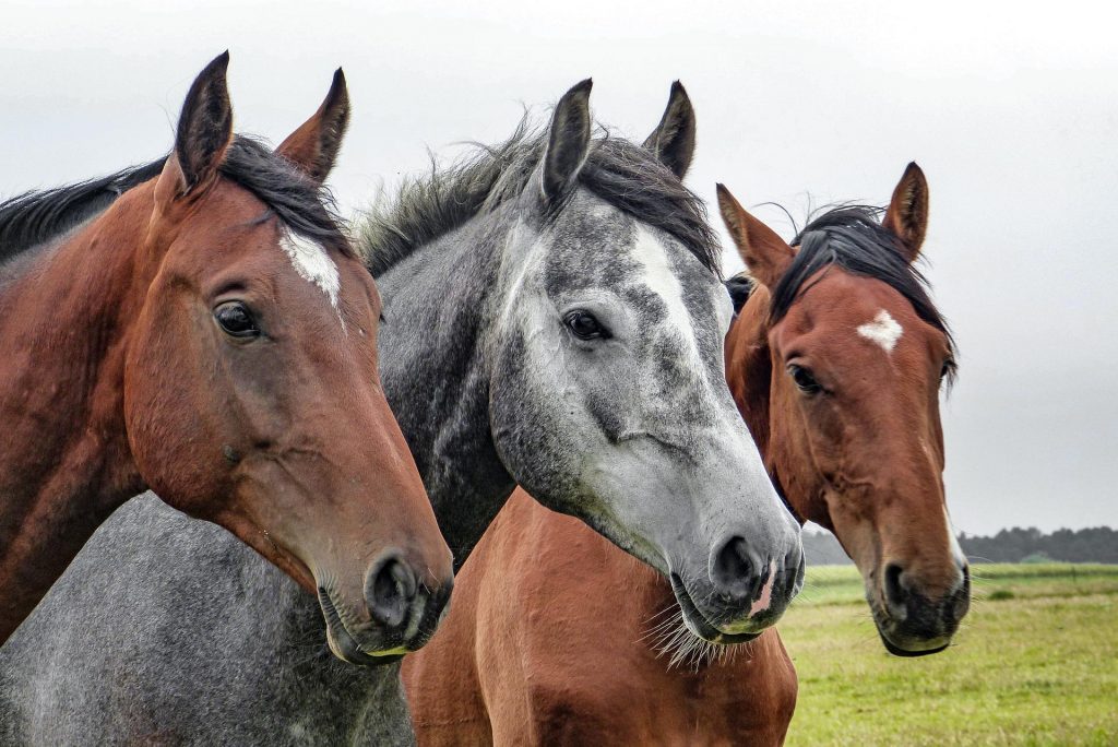 吉恩染指馬匹被抓包，面臨10年有期徒刑。（示意圖／Pixabay）