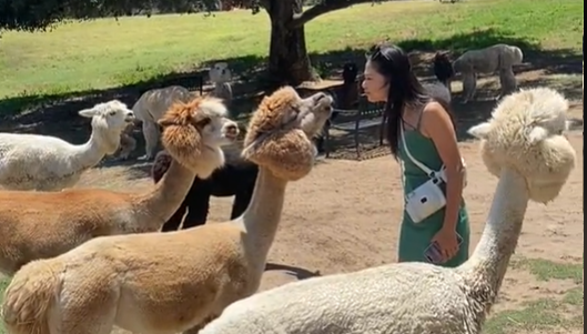 女遊客試圖與羊駝親吻，但下秒卻被吐口水。（圖／翻攝自抖音）