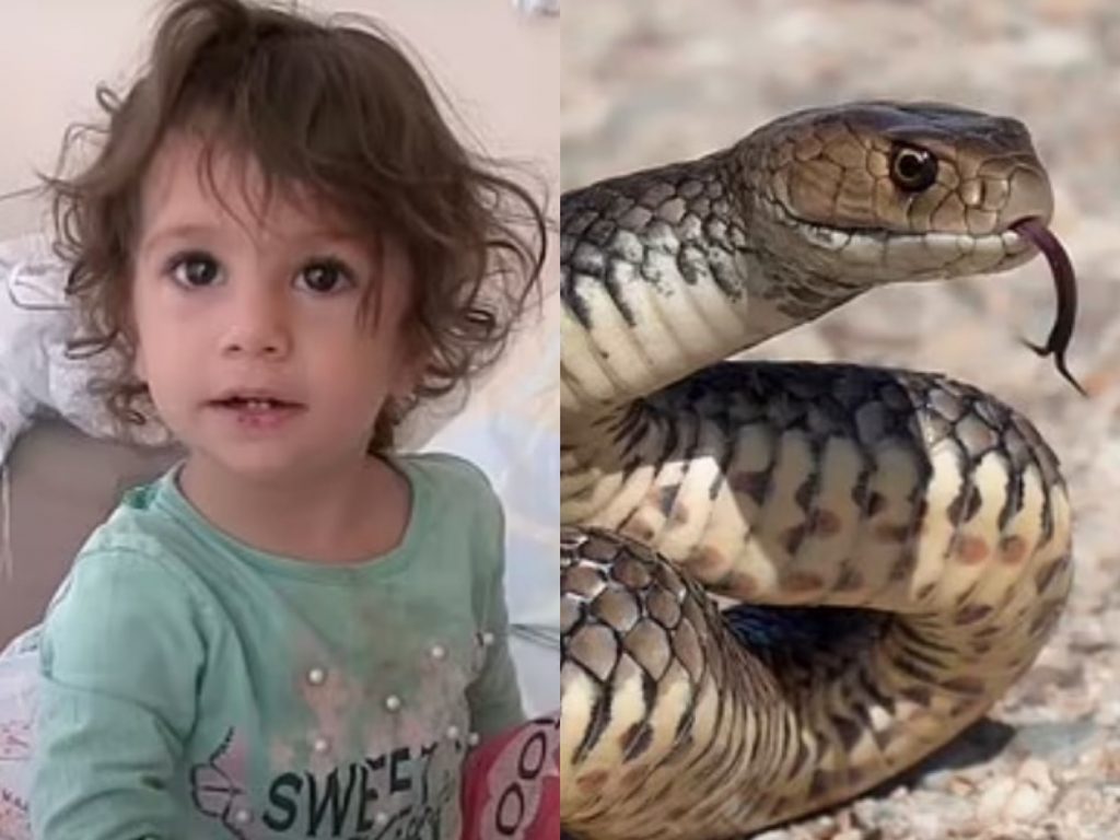 土耳其一名2歲女童遭蛇咬，竟反擊咬回去。（圖／翻攝自每日郵報）
