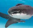 護士鯊堪稱「世界上最溫順的鯊魚」， 因為牠的頭部形狀和護士帽相似，才因此命名。（圖／取自推特）