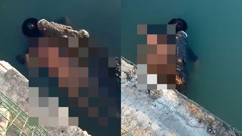 墨西哥公園內出現1具男浮屍，且被鱷魚叼著游。（圖／翻攝自@neekocidio推特）