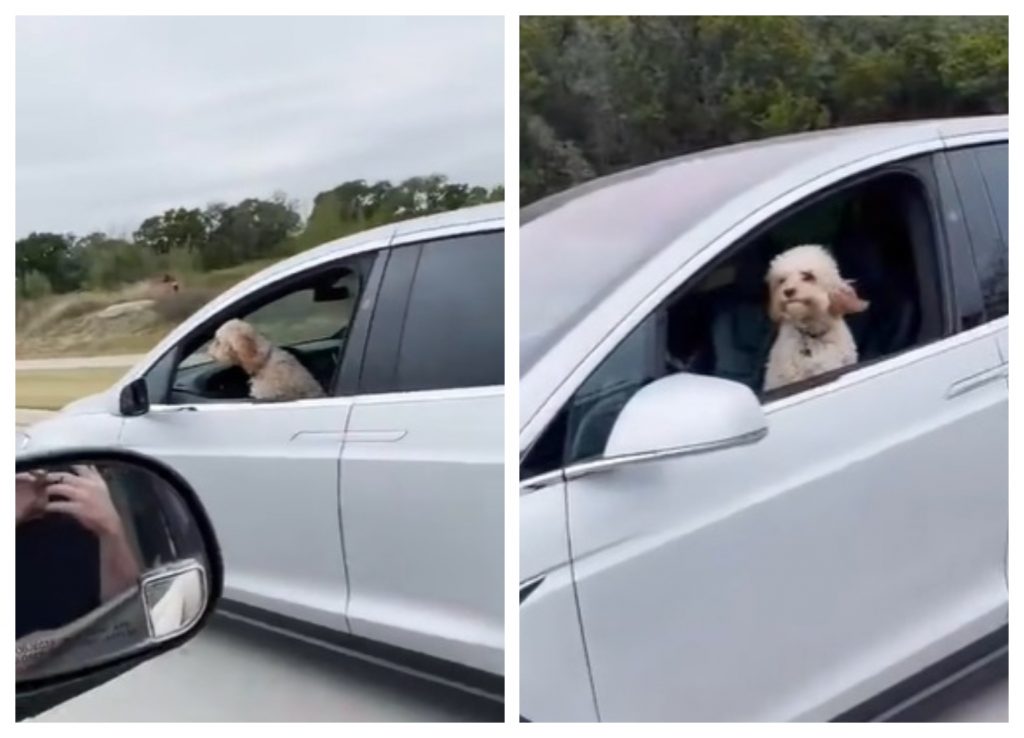1名網友見到一輛特斯拉行駛中，但車上只有一隻小狗。（圖／翻攝自Reddit）