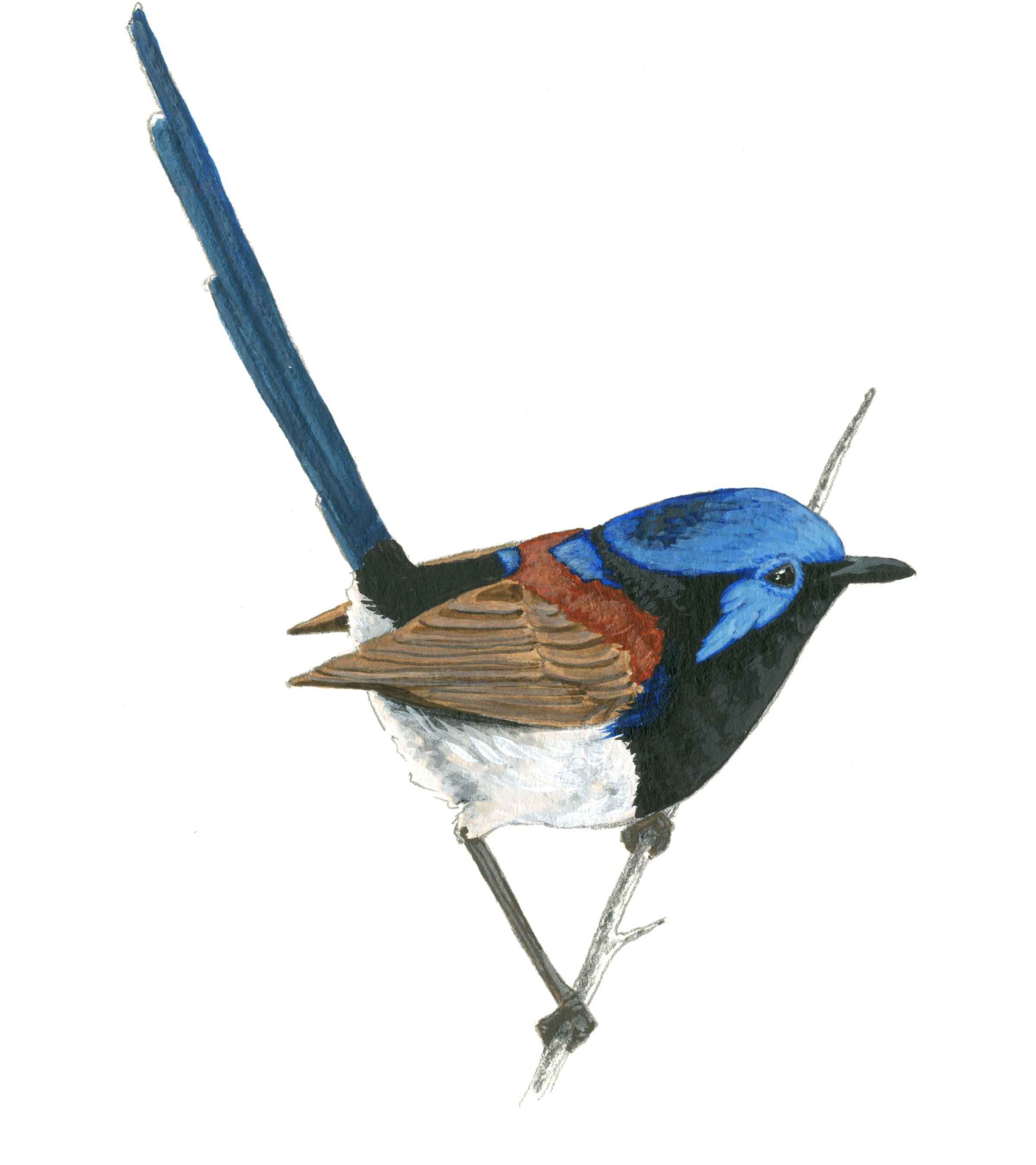 Purple-backed fairywren illustration