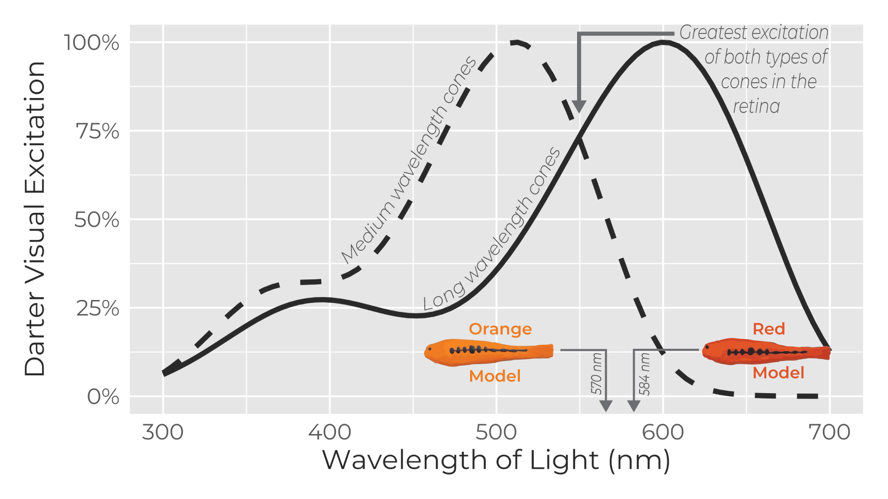 Sensitivity curves for darters. A dashed line shows medium wavelength cone sensitivity, peaking around 580nm, while a solid line shows long wavelength cone sensitivity peaking around 580nm. The curves overlap at 550nm. Arrows point to orange model fish, showing the peak reflectances of the orange model fish at 570nm and the red model at 584 nm