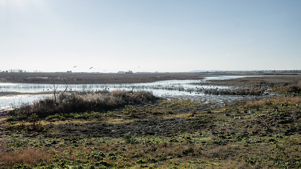 Situación de las Tablas de Daimiel en enero de 2023. Solo se ha logrado inundar el 14,42% de la superficie.