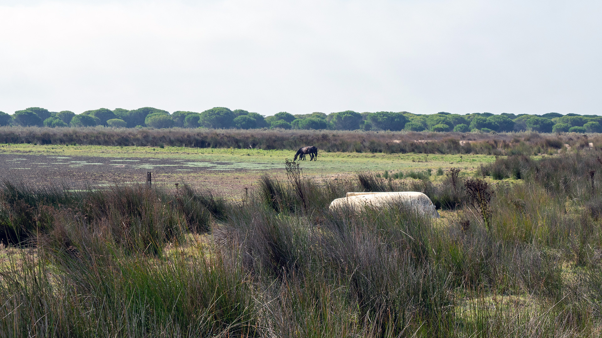 Caballos salvajes comiendo sobre la superficie seca de la laguna de Santa Olalla en Doñana el 22 de septiembre de 2022