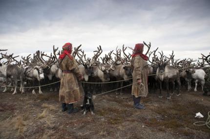 Reindeers herders in the Yamal penisular, Russia
