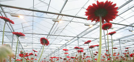 Flowers growing in a greenhouse heated through combined heat and power