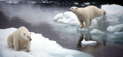 Polar bears: running out of time and space?