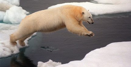 Polar bear