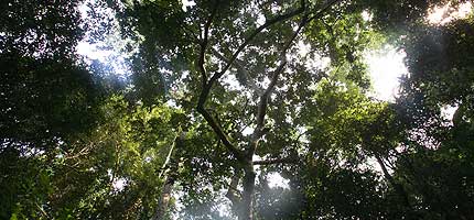 Forest canopy in the Congo rainforest