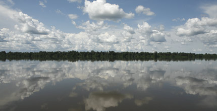 Rainforest lines the banks of the Congo river