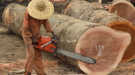 Timber being sawn up in Bandundu province, DRC