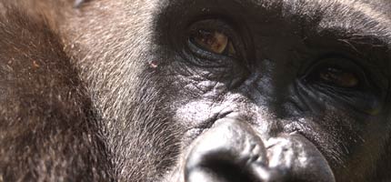 A gorilla in Cameroon