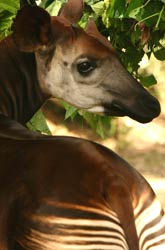 Okapi are unique to the Congo rainforest