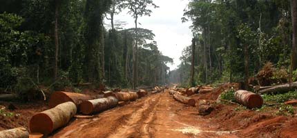 A logging road torn through the Congo rainforest