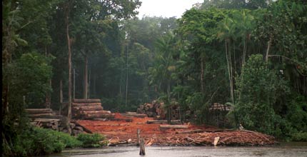 An illegal logging camp in the Amazon
