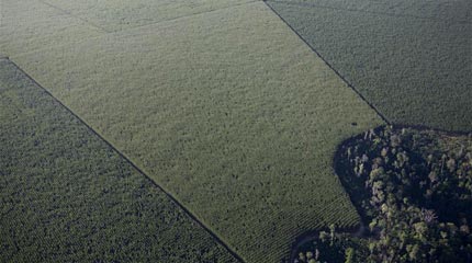 A section of rainforest surrounded by eucalyptus plantations in the Amazon