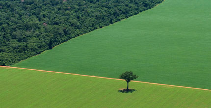 Soya fields adjacent to an area of the Amazon rainforest