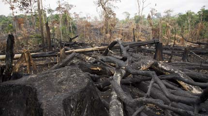 An area of burnt forest inside a protected area of the Amazon rainforest