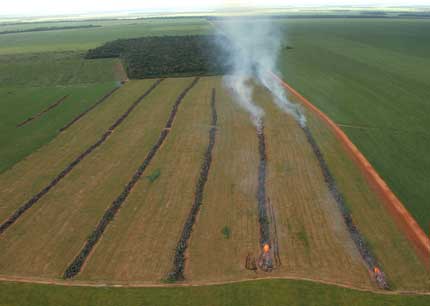 Huge areas in the Amazon rainforest are illegally logged to clear land for soya plantations