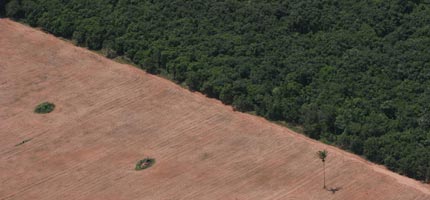 An area of the Amazon rainforest cleared for soya planting