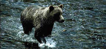 A grizzly bear swimming in the waters of Knight Inlet, British Columbia