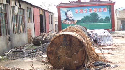 Timber from Papua New Guinea in a Chinese timber yard