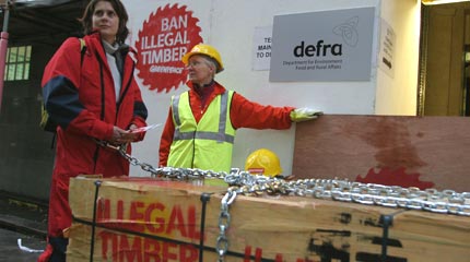 A Greenpeace activist chained to a pallet of illegal rainforest plywood at DEFRA