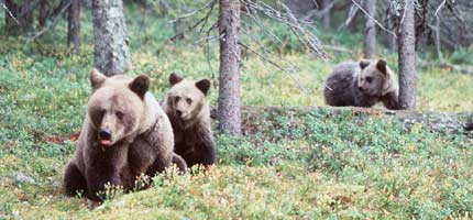 Female bear and her young in old-growth Finnish forest