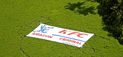 Greenpeace activists unfurl a banner saying KFC Amazon Criminal in a soya planatation near Santarem, Brazil