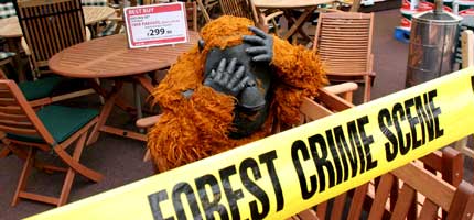 Orang-utans at the Wyevale garden furniture centre