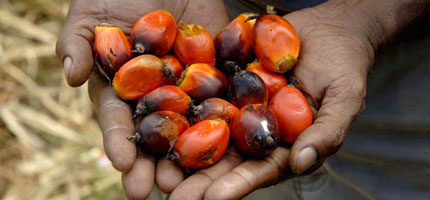 Fruit of the oil palm