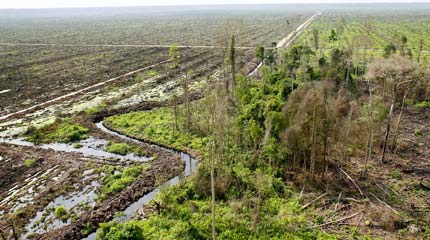 Forested peatlands cleared for oil palm plantations in Riau, Indonesia