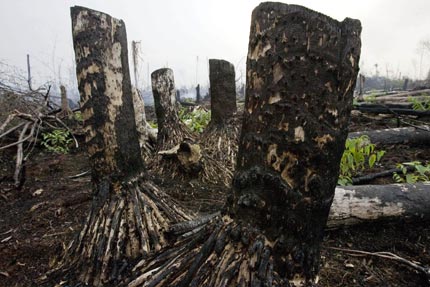 Charred tree stumps left behind by a forest fire in Sumatra, Indonesia