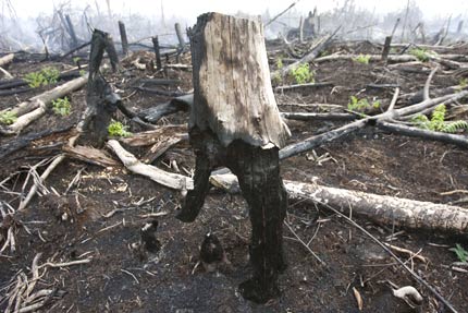 Charred tree stumps left behind by a forest fire in Sumatra, Indonesia