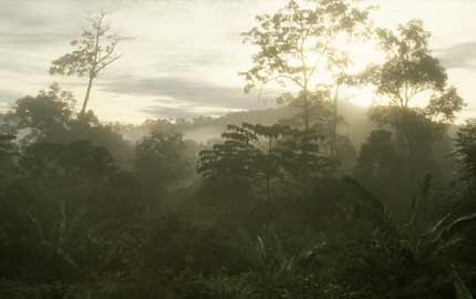 Primary rainforest in Central Kalimantan in Indonesia