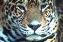 A jaguar