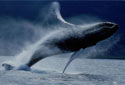 Humpback whale breaching