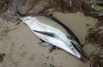 Bycatch victim: a dead dolphin washed up on a South Devon beach