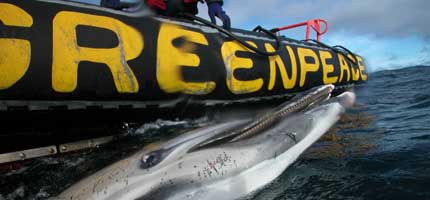 Recovering the body of a dolphin killed by trawling in the English Channel