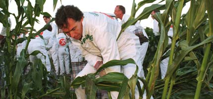 Greenpeace volunteers uproot a field of GM maize in Norfolk, 1999