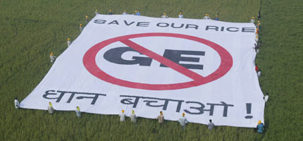 Indian farmers campaigning against GM rice